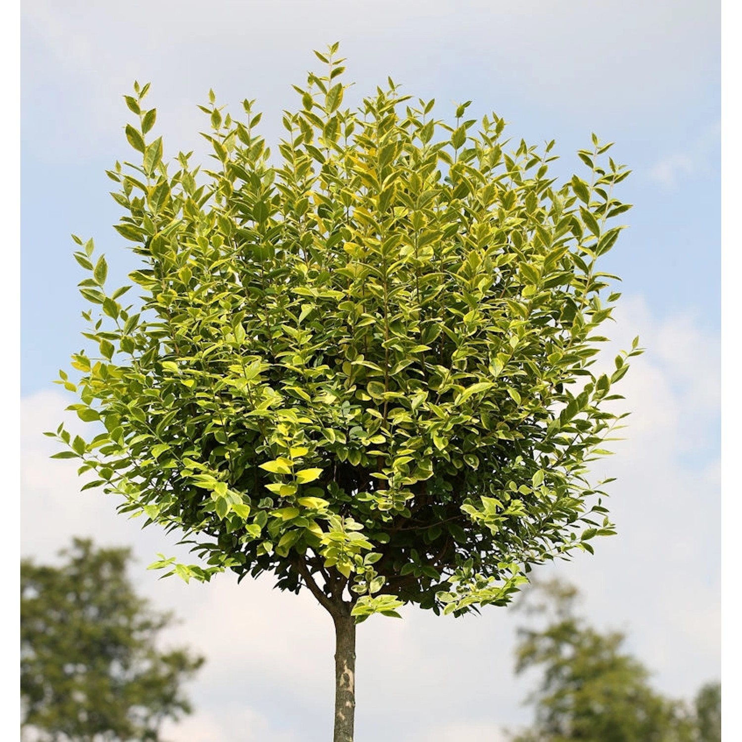 Hochstamm Gold Liguster 100-125cm - Ligustrum ovalifolium günstig online kaufen