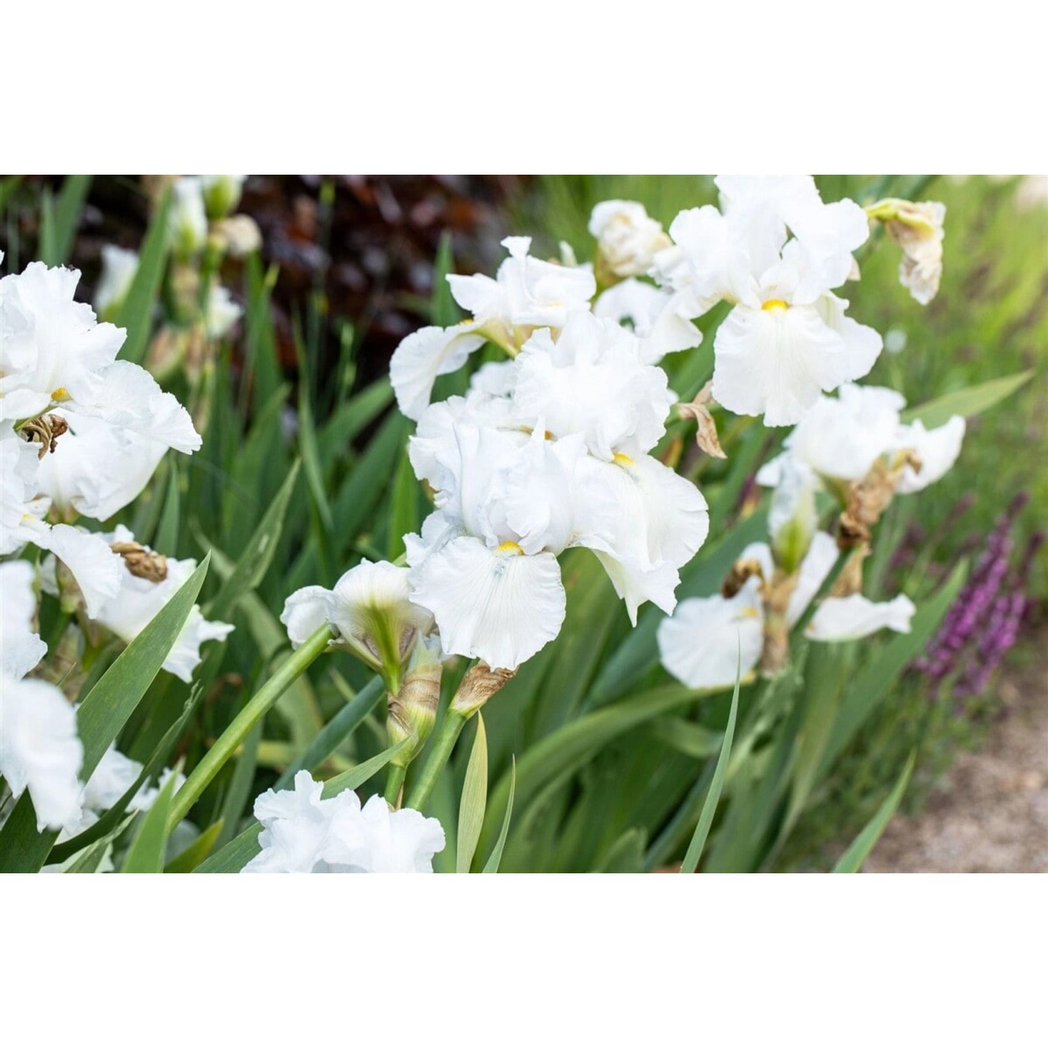 Iris X Barb.-Elat. Schwertlilie Weiß Ca. 11x11 cm Topf günstig online kaufen
