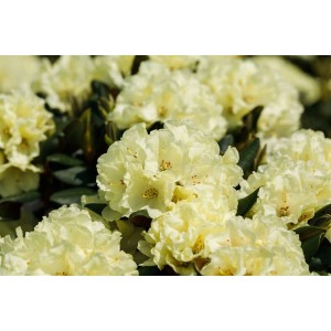 Gelber Rhododendron Hybr. Stadt Westerstede (60–70 cm) mit üppigen Blüten.