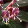 Nahaufnahme der rosa Blüten der Immergrünen Geißschlinge (Lonicera henryi).