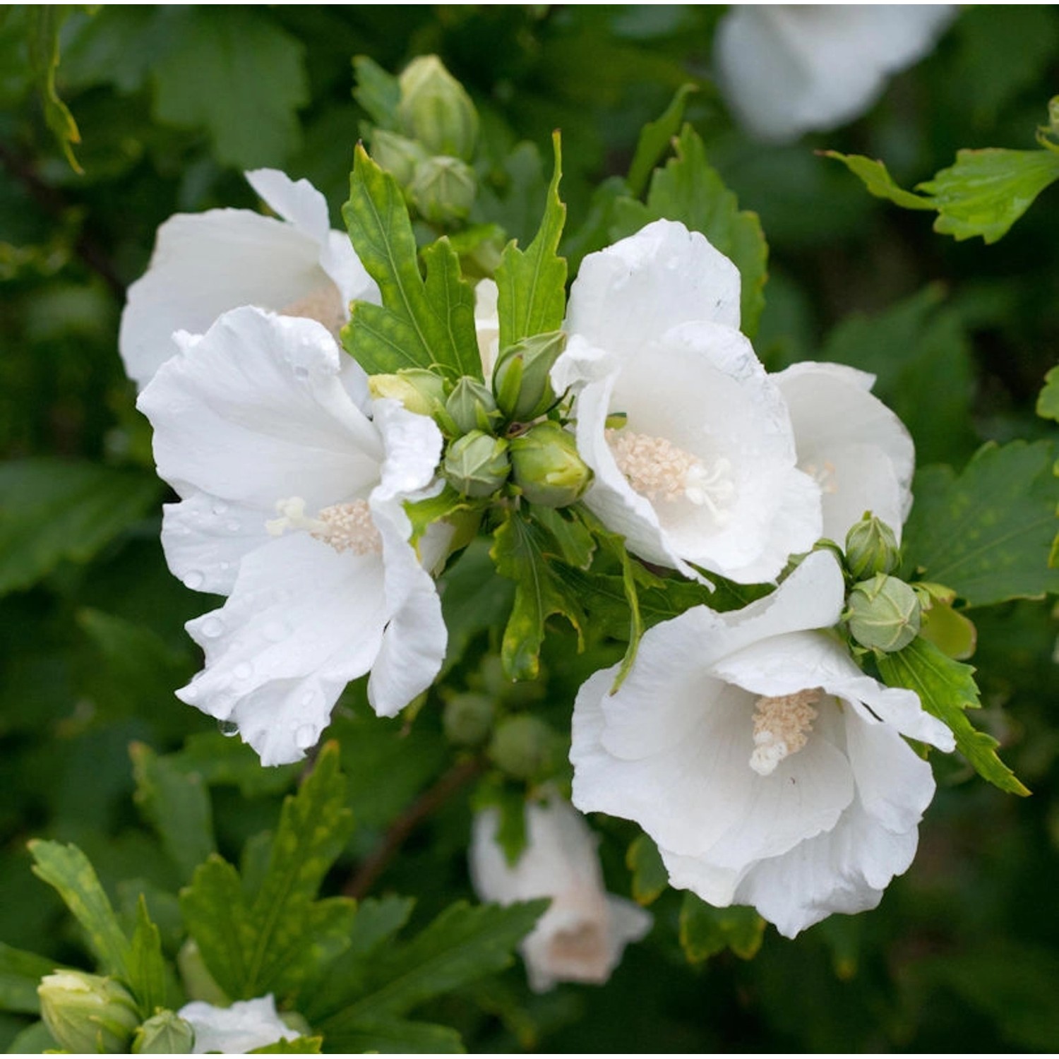 Rosen Eibisch Totus Albus 60-80cm - Hibiscus günstig online kaufen