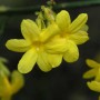 Nahaufnahme von gelben Blüten des Winter-Jasmin (Jasminum nudiflorum).