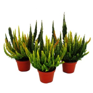 Set aus 3 grünen Besenheide Pflanzen (Calluna) im 11cm Topf. Winterhartes Heidekraut in verschiedenen Grüntönen.