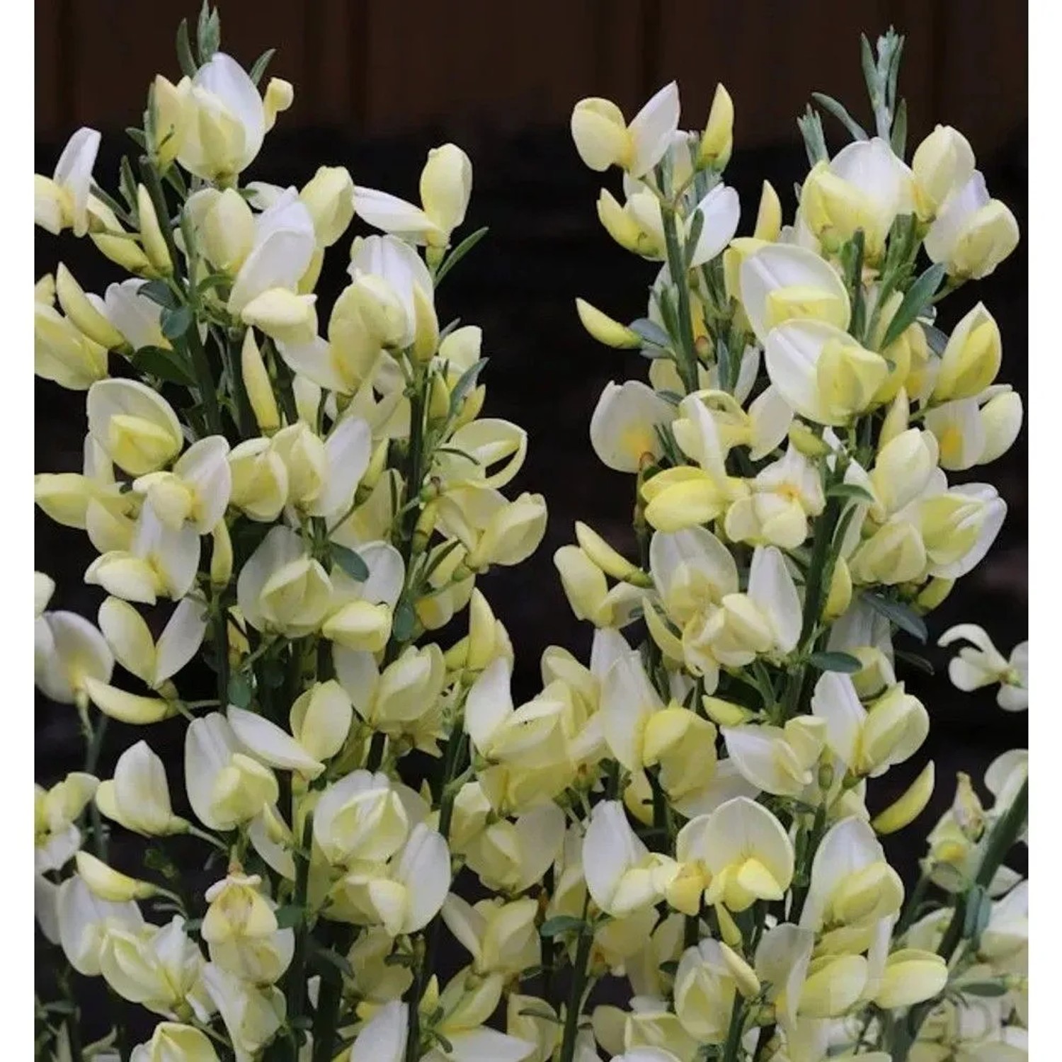 Edelginster White Lion 60-80cm - Cytisus scoparius