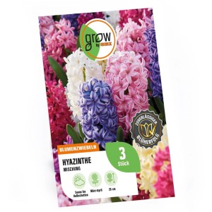 GROW by OBI Hyazinthen Mischung 3 Stück Hyacinthus orientalis Mixed