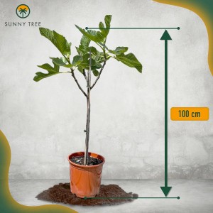 Feigenbaum 'Sunny-Tree', ca. 100 cm hoch im Topf. Obstbaum mit grünen Blättern.