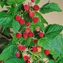 Himbeerstrauch Rubus Idaeus Willamette mit roten, reifen Früchten und grünen Blättern.