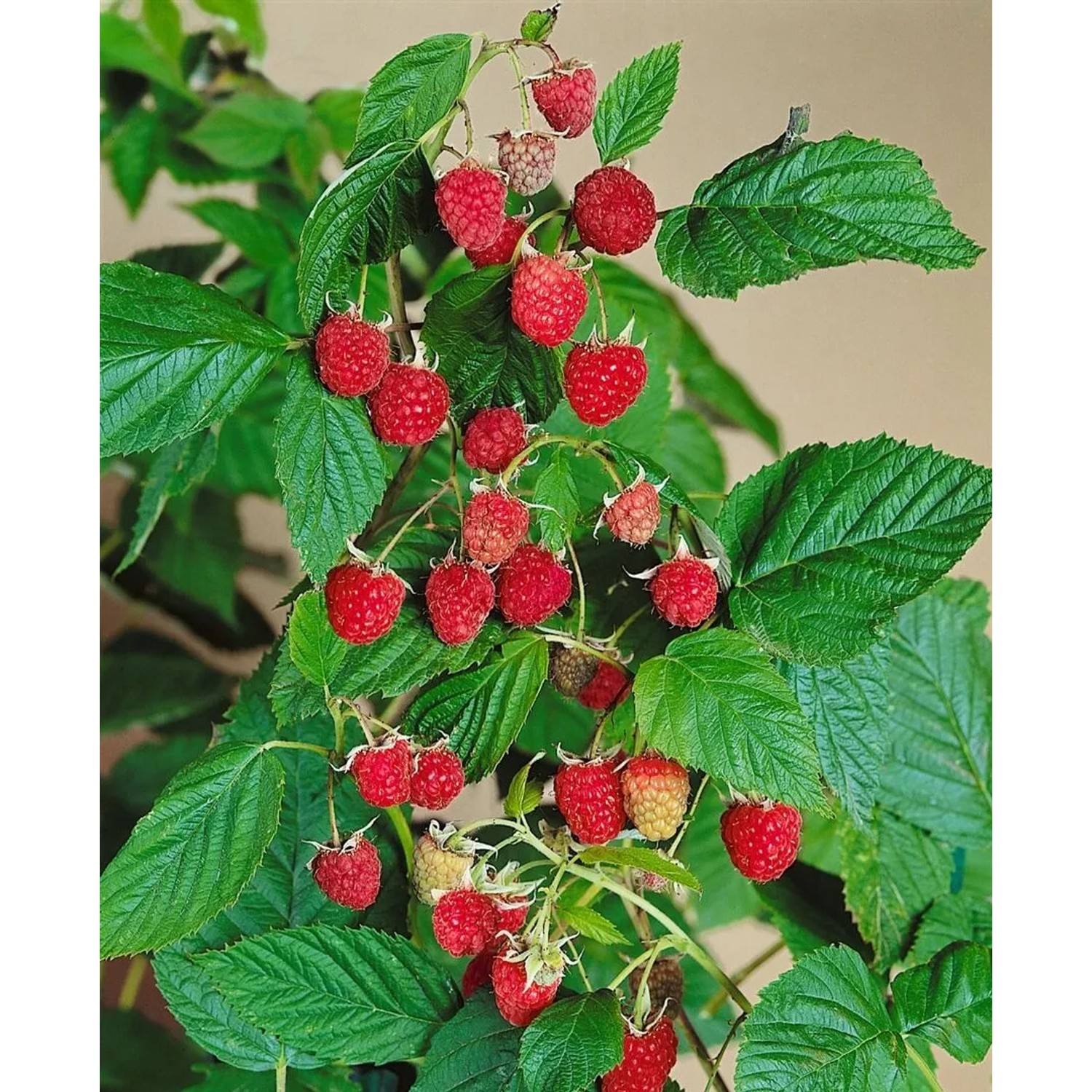 Himbeerstrauch Rubus Idaeus Willamette mit roten, reifen Früchten und grünen Blättern.