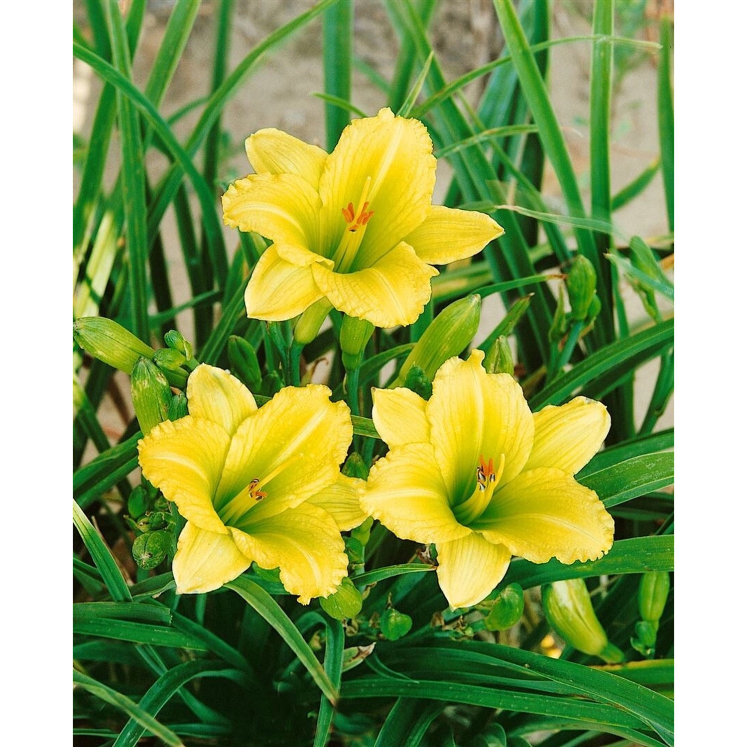 Hemerocallis X Cult. Green Flutter Taglilie Ca. 11x11 cm Topf günstig online kaufen
