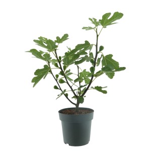 Feige Firoma® im Topf, ca. 40-50 cm hoch, mit grünen Blättern und kleinen Feigen.