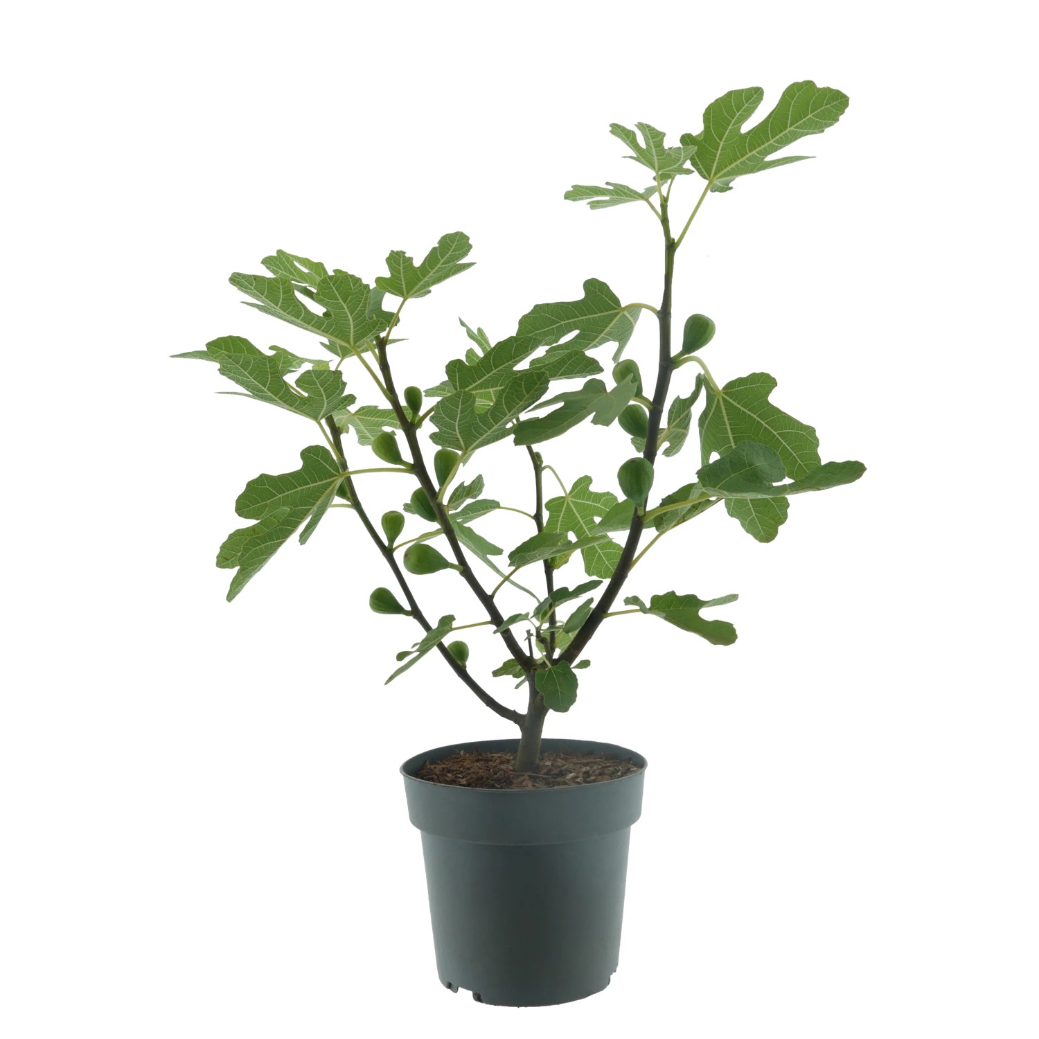 Feige Firoma® Höhe ca. 40-50 cm Topf ca. 5, Ficus carica