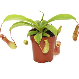 Kannenpflanze Nepenthes im 9cm Topf, eine exotische, fleischfressende Pflanze mit Kannen.
