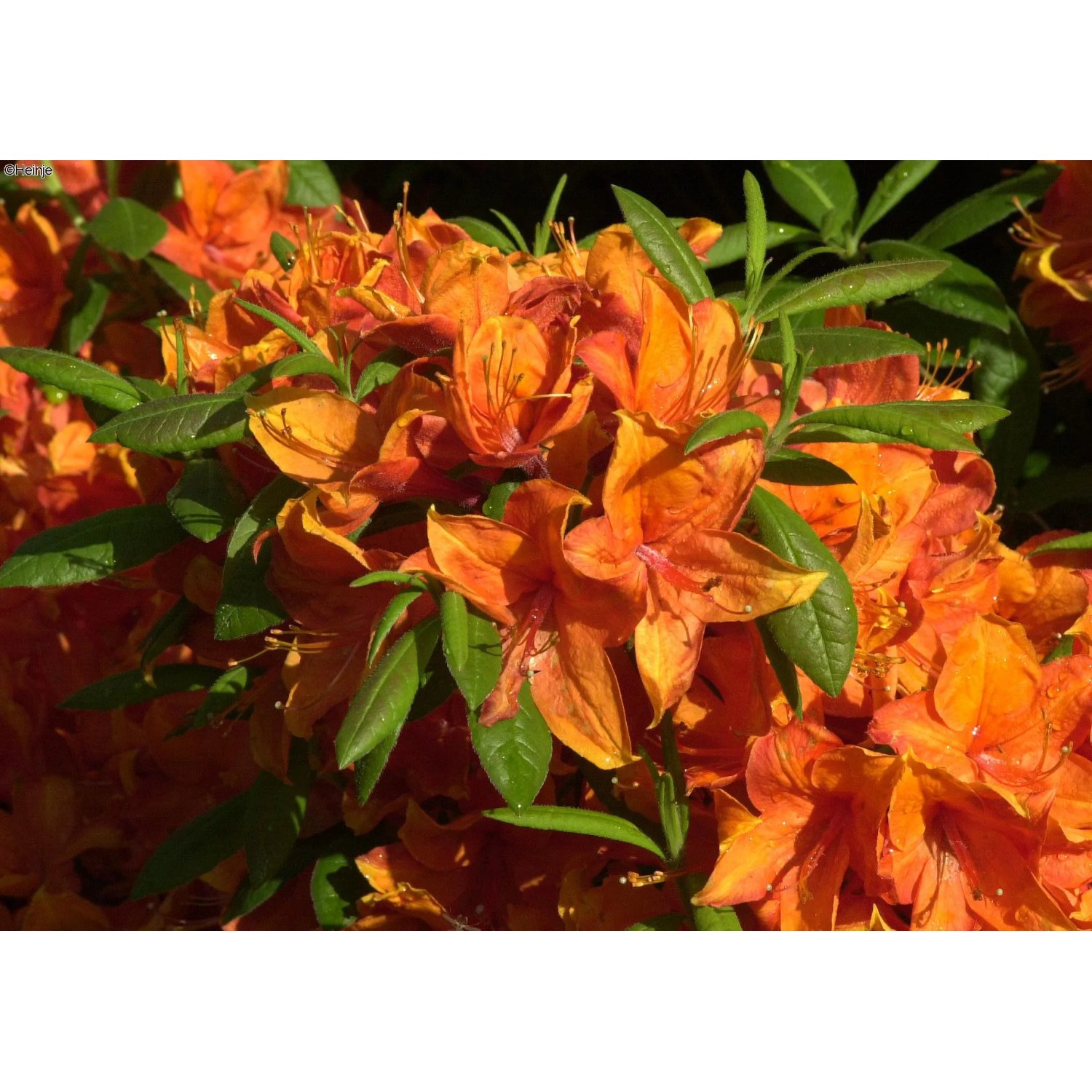 Azalee "Golden Eagle I" Rhododendron luteum 40-60 cm 4,6 l kaufen bei OBI