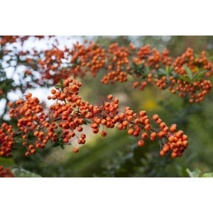 Feuerdorn 'Orange Charmer': Zweig mit leuchtend orangefarbenen Beeren. Heckenpflanze.
