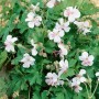 Geranium St. Ola: Kompakter Storchschnabel mit weißen Blüten und grünen Blättern im 2 Liter Topf.