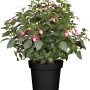 Stehende Fuchsie im Topf, zweifarbige Blüten (rot/lila), Topfpflanze für Balkon und Terrasse.