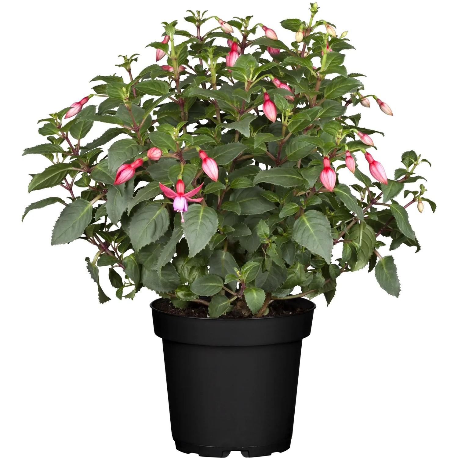 Stehende Fuchsie im Topf, zweifarbige Blüten (rot/lila), Topfpflanze für Balkon und Terrasse.