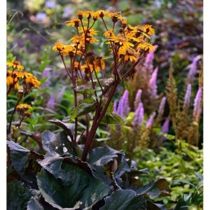 Greiskraut 'Ligularia dentata' mit dunklem Laub und gelben Blüten im Garten.