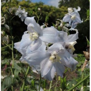 Nahaufnahme des hohen Rittersporns 'Polarfuchs' (Delphinium elatum) mit hellblauen Blüten.
