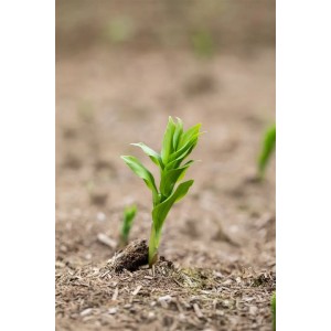 Junges Vielblütiges Salomonssiegel im 9x9 cm Topf, grüne Blätter im Beet.