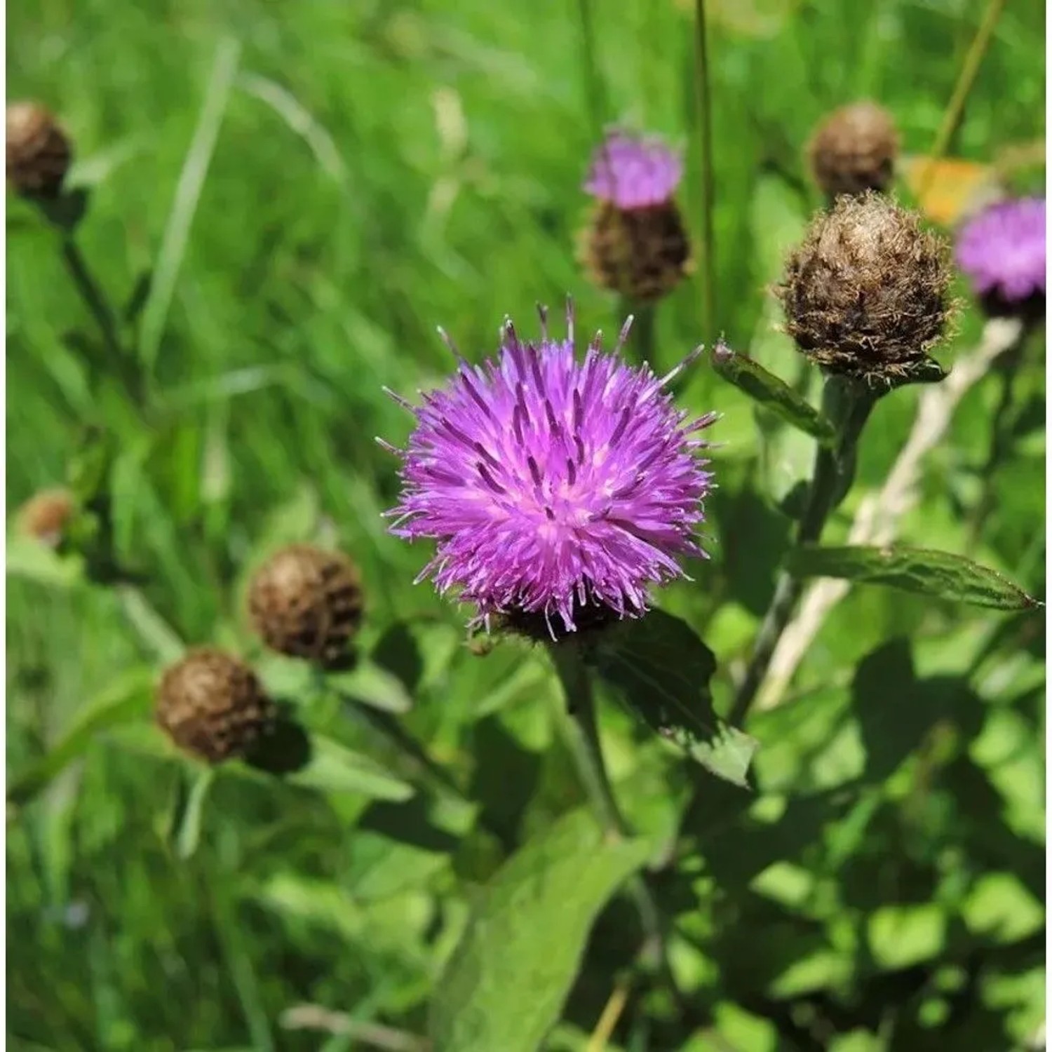 Perücken Flockenblume - Centaurea pseudophrygia