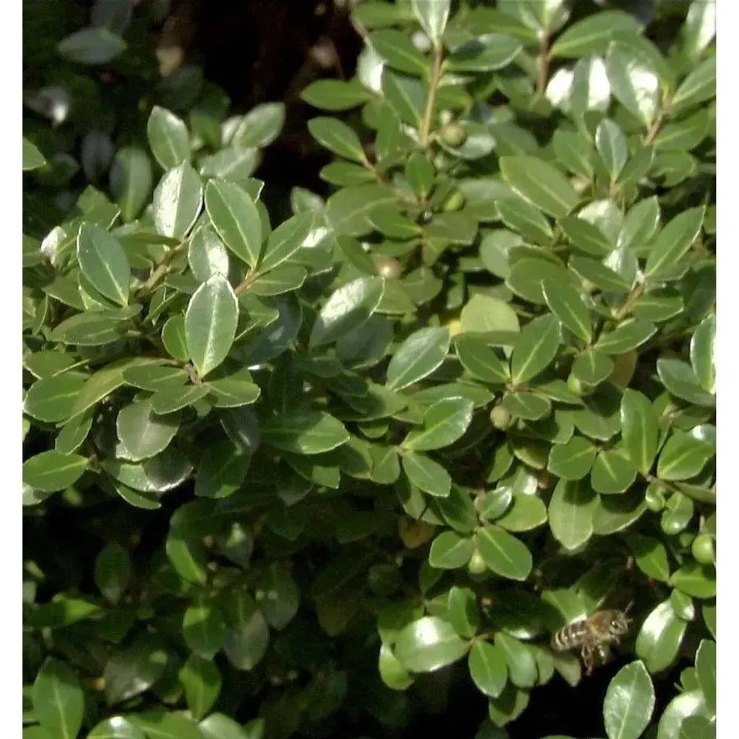 Stechpalme Robustico 25-30cm - Ilex crenata