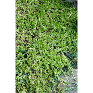 Teppich-Steinbrech (Herniaria glabra) als dichter, grüner Bodendecker im 9x9 cm Topf.