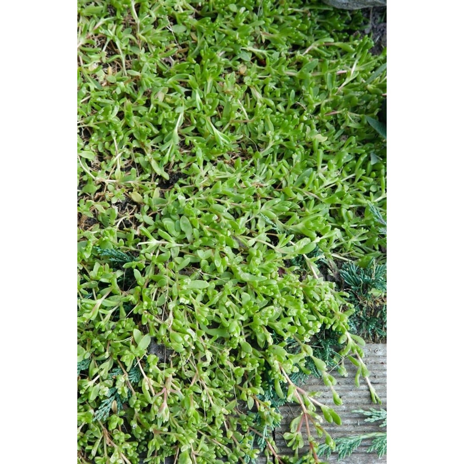 Herniaria Glabra Teppich-Steinbrech Ca. 9x9 cm Topf Bodendeckend günstig online kaufen