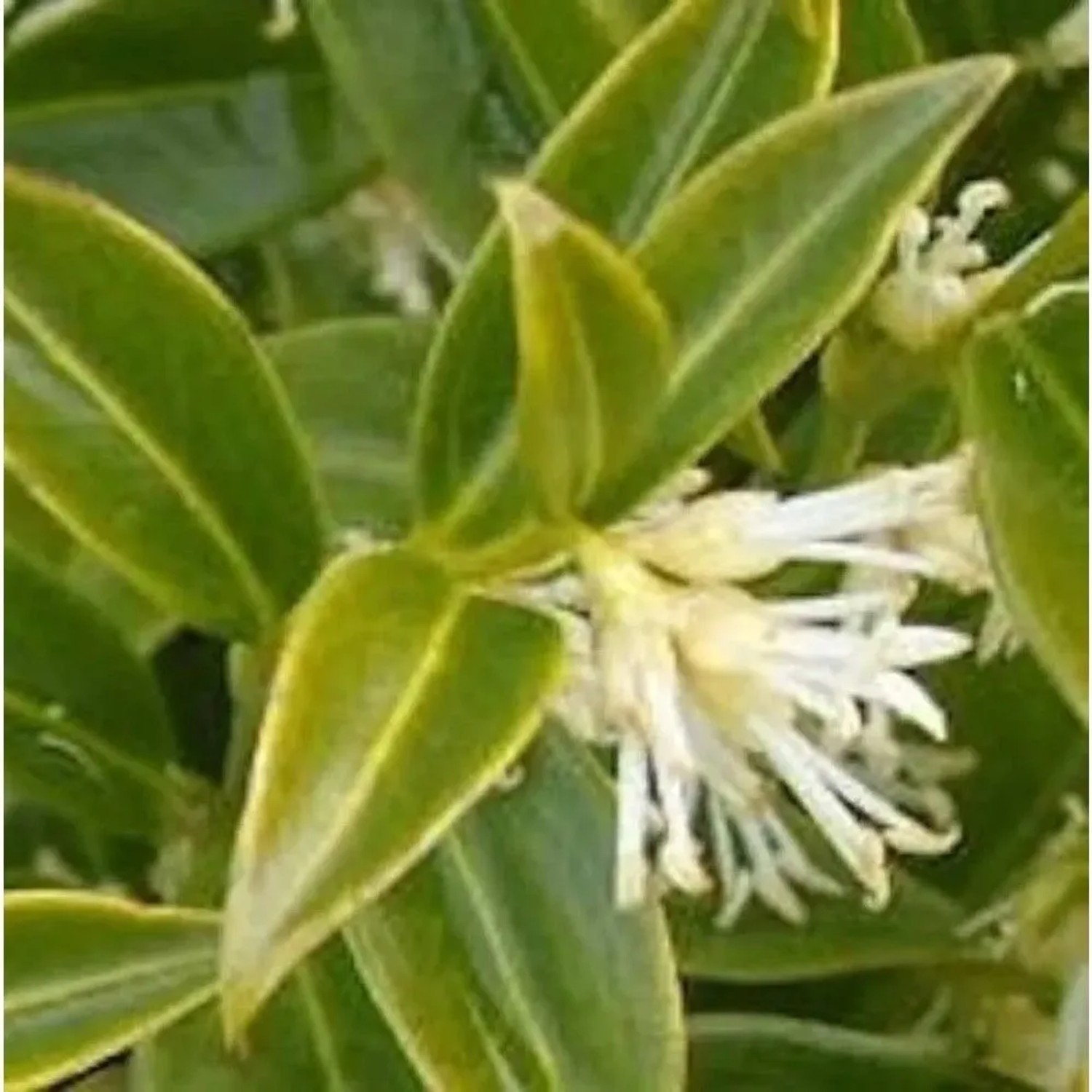 Niedrige Himalaya Schleimbeere 30-40cm - Sarcococca hookeriana