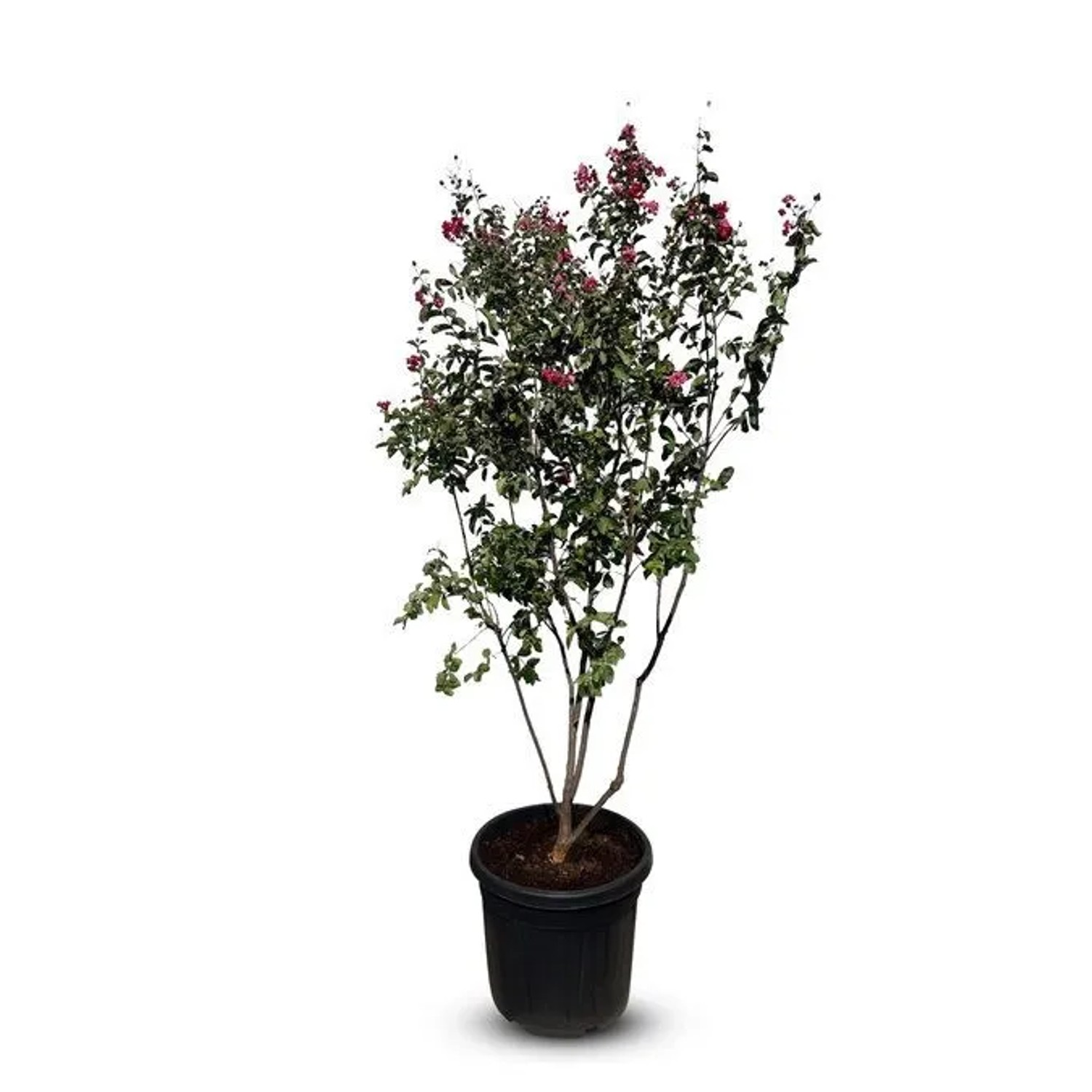 Sunny-Tree Lagerstroemia Indica Indischer Flieder Multistamm 200 cm in 55Liter Container Rotblühend Winterharte...