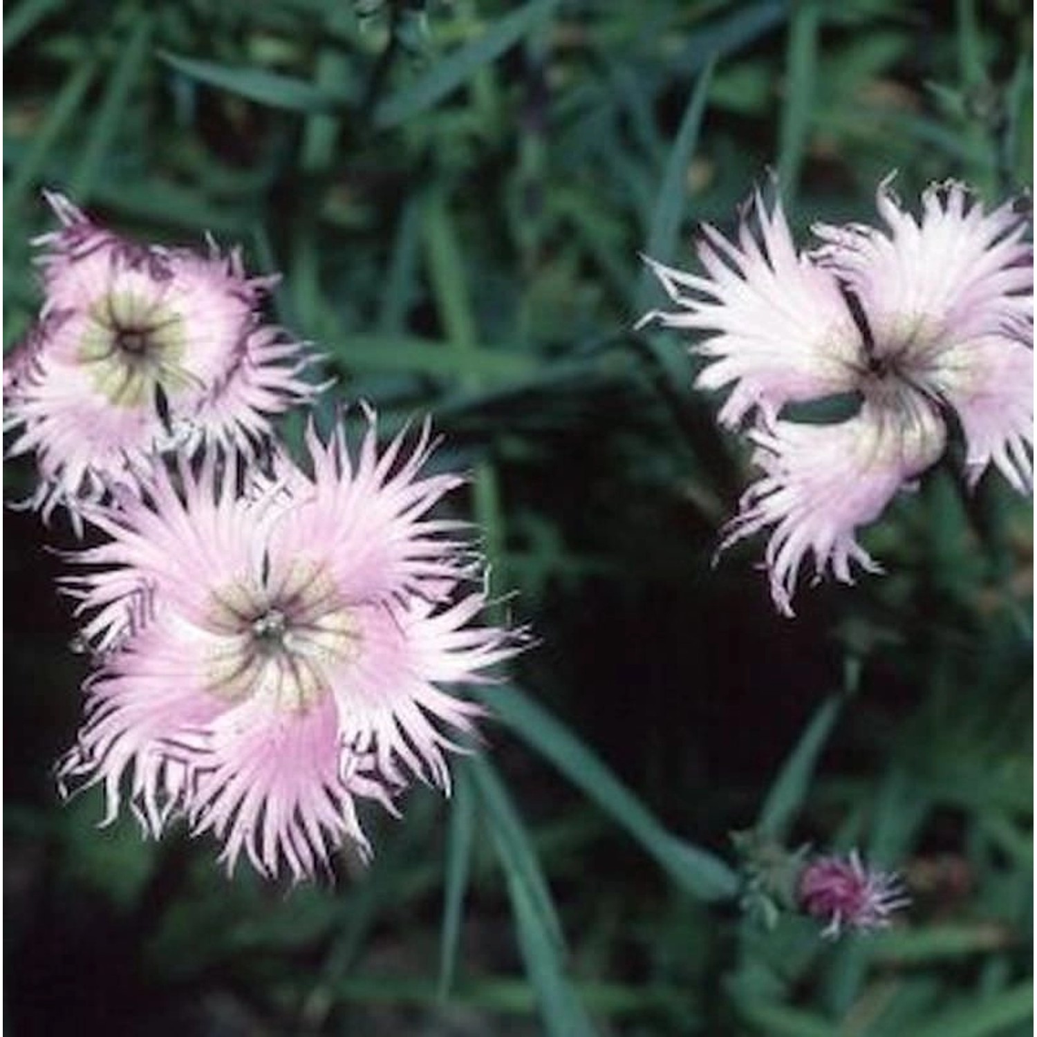 Montpellier Nelke - Dianthus monspessulanus günstig online kaufen