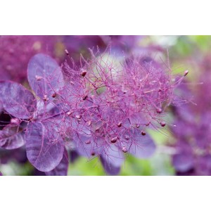 Purpurroter Perückenstrauch Royal Purple (Cotinus coggygria) mit dekorativen Blütenständen und Blättern.