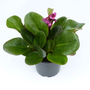 Elefantenohr Pflanze im Topf (ca. 13 cm) mit grünen Blättern und rosa Blüten, Bergenia cordifolia.