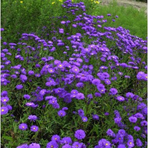 Blühende Rauhblattaster 'Blaukuppel' (Aster novi belgii) mit violetten Blüten und gelber Mitte im Garten.