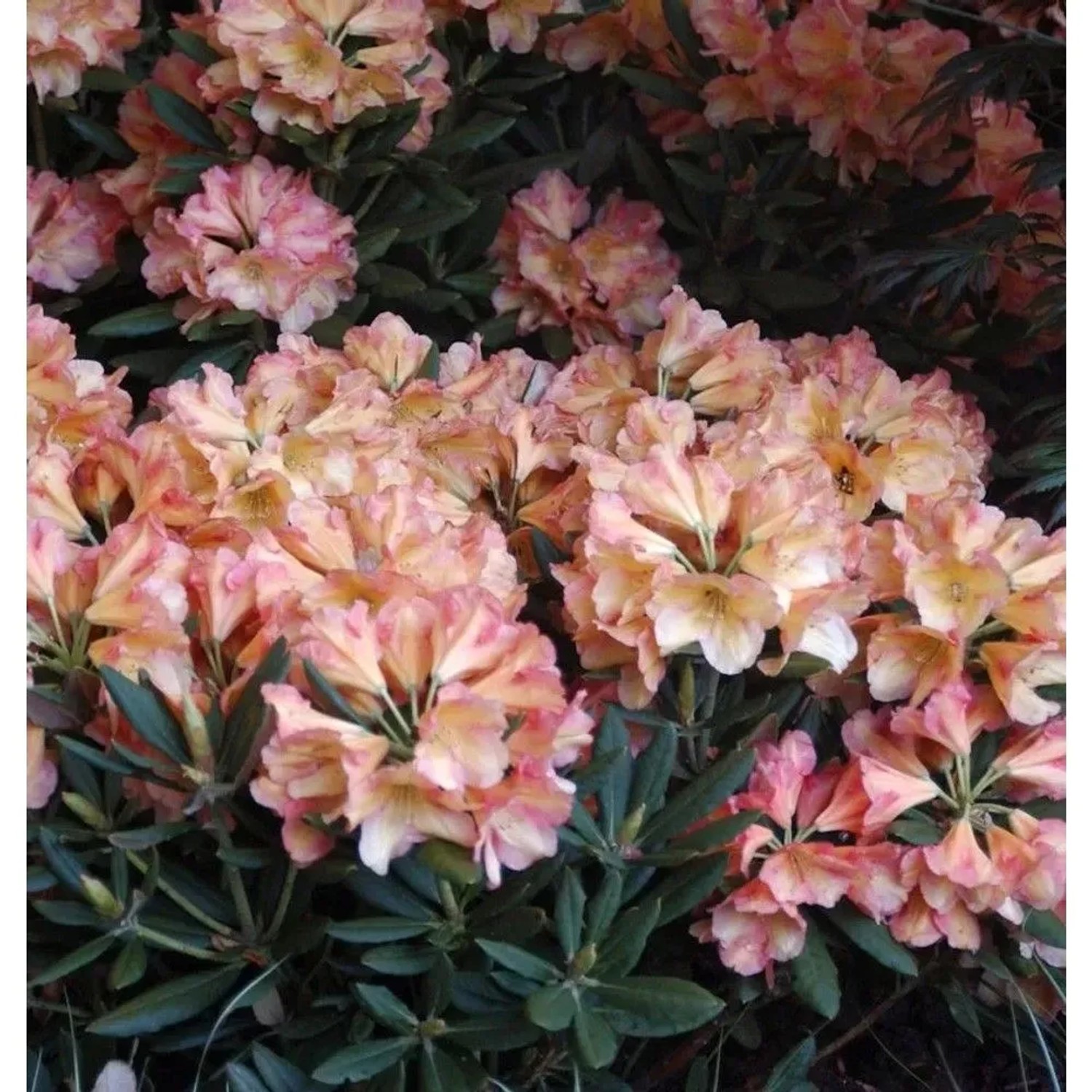 Rhododendron Valencia 40-50cm - Rhododendron yakushimanum