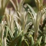 Immergrüner Rhododendron Makinoi mit schmalen Blättern, ca. 90-100 cm hoch.