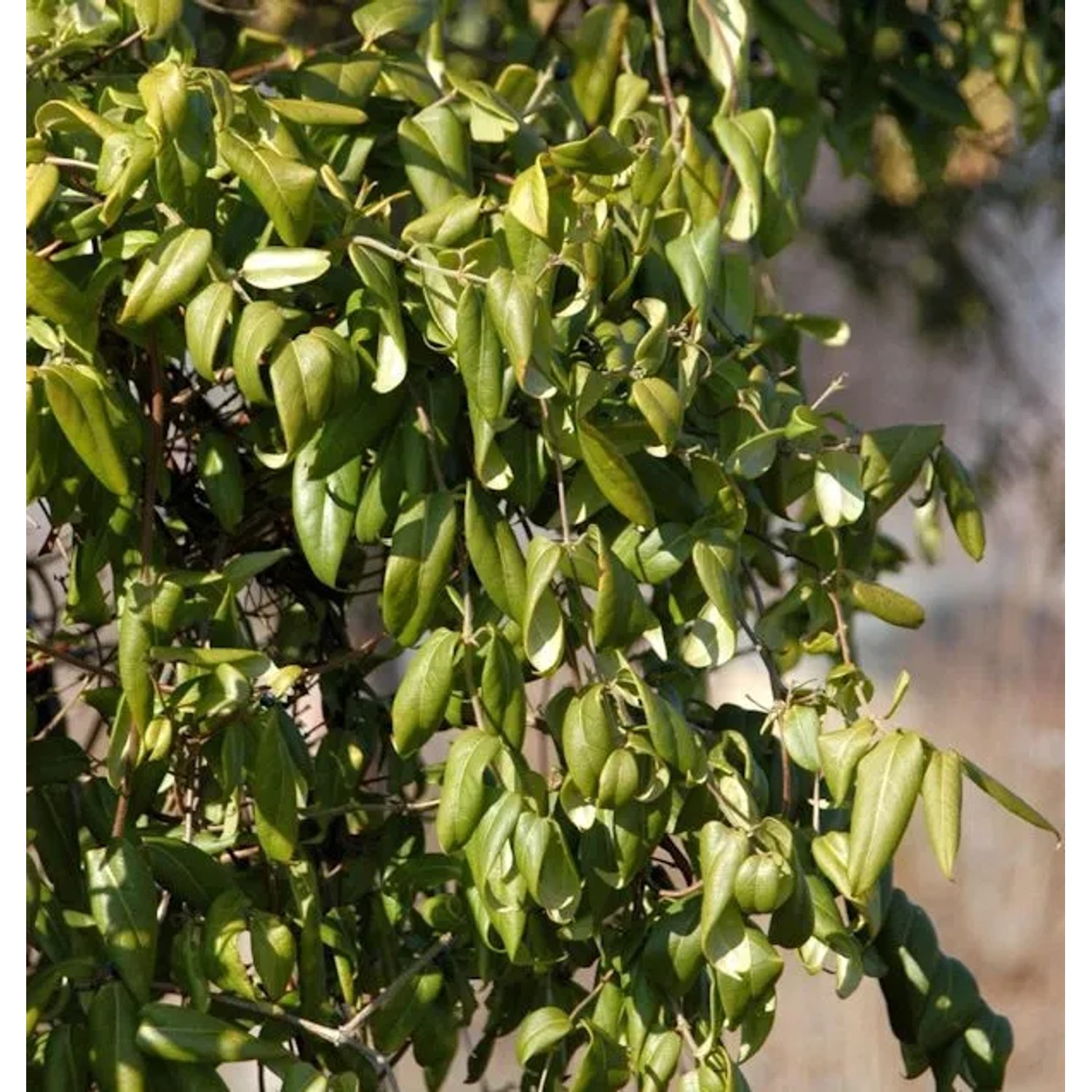 Immergrüne Geißschlinge Copper Beauty 60-80cm - Lonicera henryi