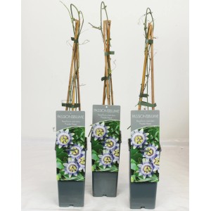 Passionsblume Purple Haze im Topf, violett-weiße Blüten und Rankhilfe.