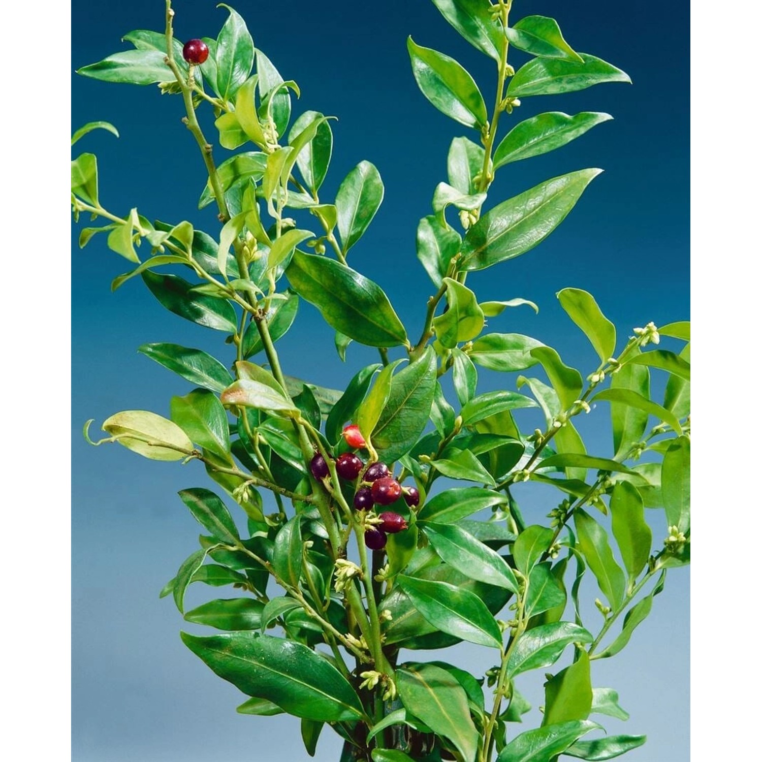 Sarcococca Confusa Duftende Schattenblume Immergrün 2 Liter Container günstig online kaufen
