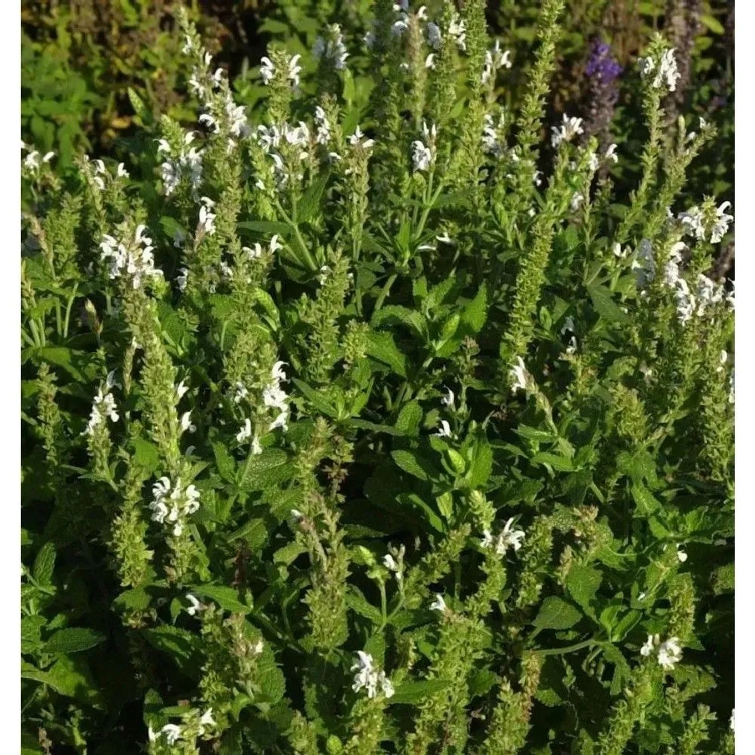 Salbei Sensation White - Salvia nemorosa