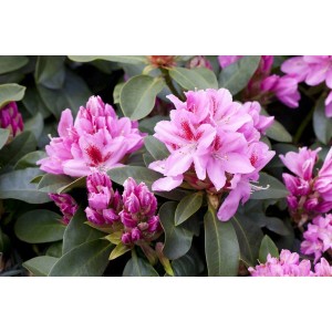 Rosa Rhododendron Hybr. Furnivalls Daughter mit Blüten und grünen Blättern.