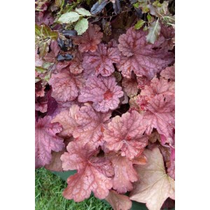 Purpurglöckchen 'Berry Smoothie' im Topf: Rosa Blätter der Heuchera Villosa Staude.