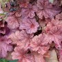 Purpurglöckchen 'Berry Smoothie' im Topf: Rosa Blätter der Heuchera Villosa Staude.