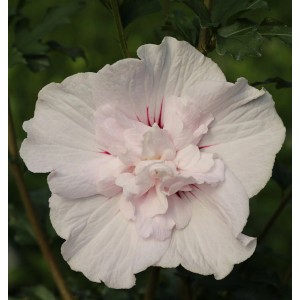 Nahaufnahme einer hellrosa Garteneibisch Leopold Blüte.