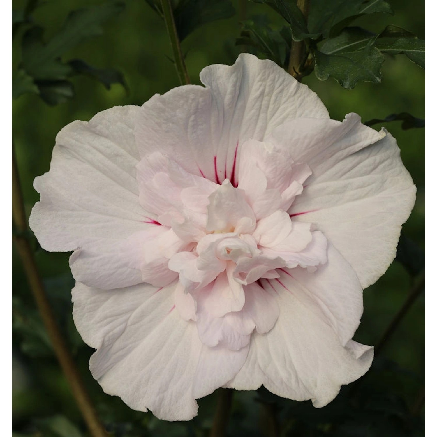 Garteneibisch Leopold 40-60cm - Hibiscus syriacus günstig online kaufen