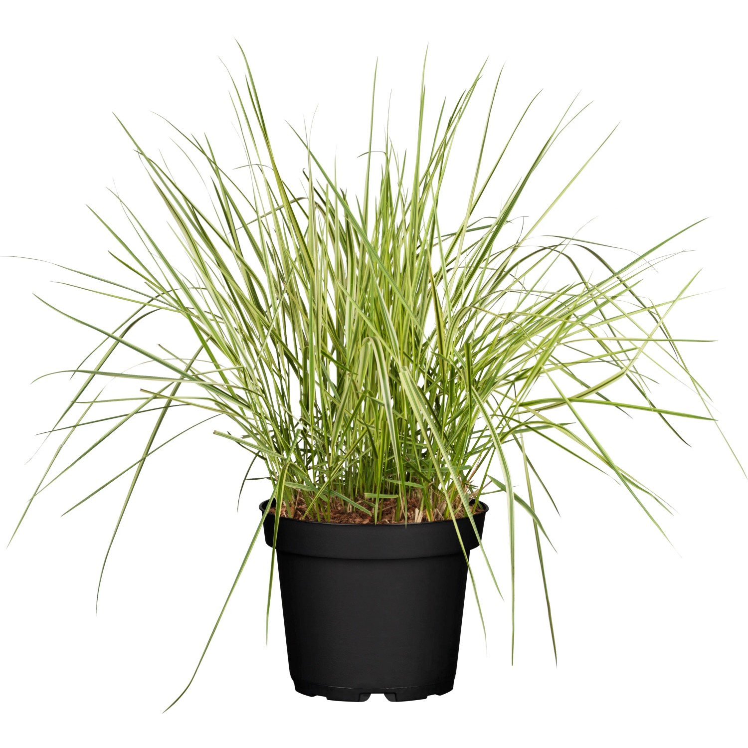 Spitzblütiges Reitgras Calamagrostis × acutiflora Overdam T19