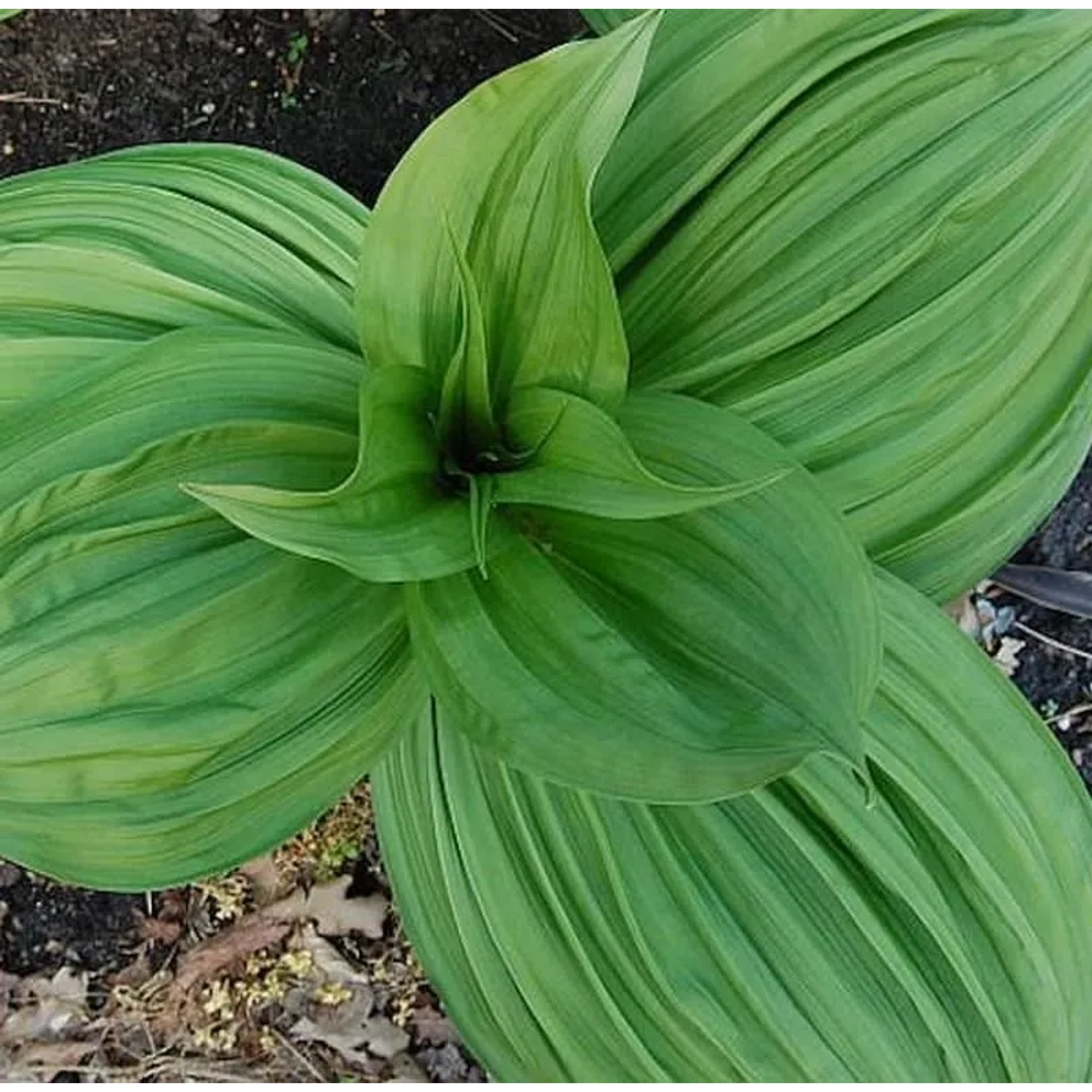 Schwarzer Germer - Veratrum nigrum