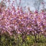 Japanische Blütenkirsche 'Kanzan' mit rosa Blütenpracht, Stammhöhe 125 cm.