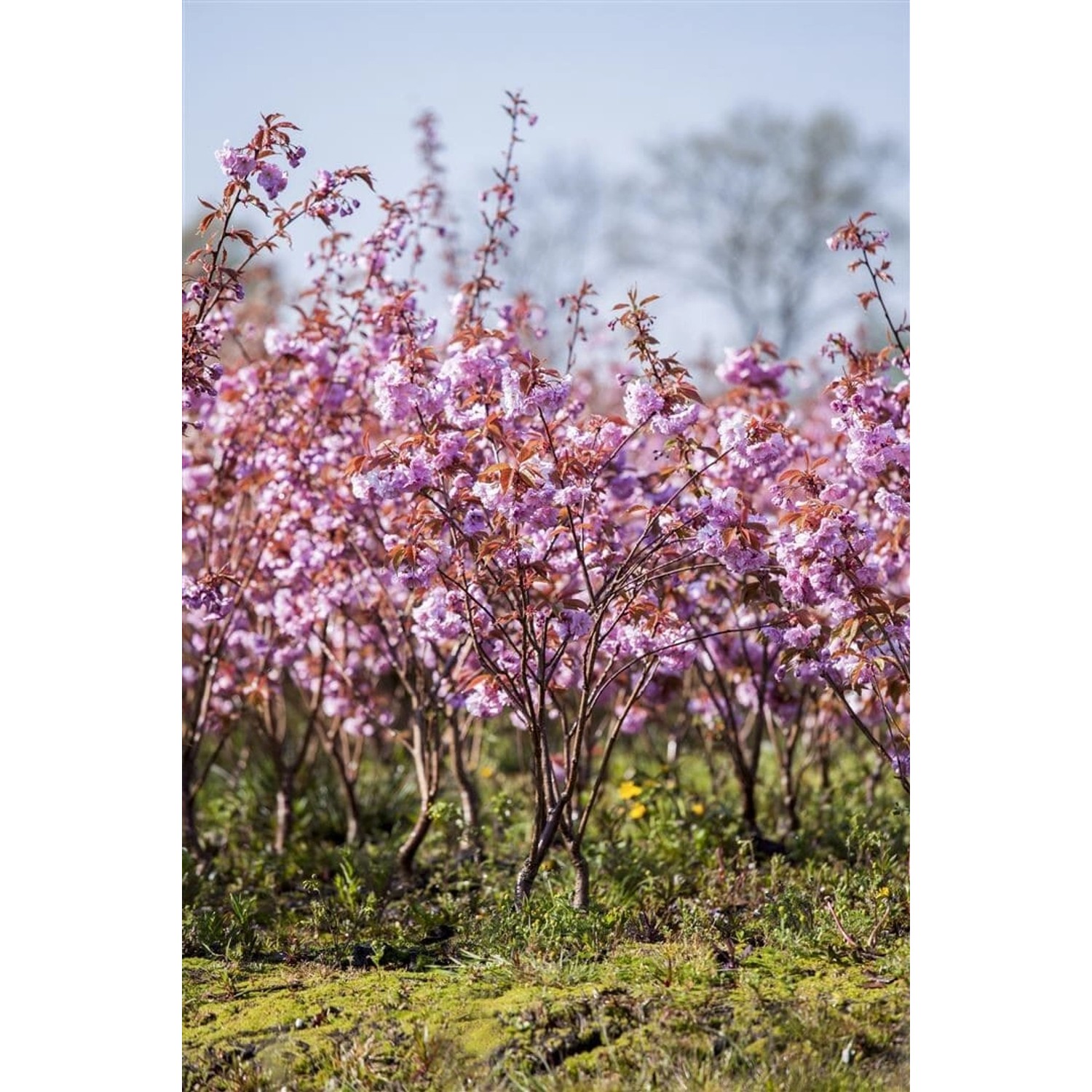 Prunus Serrulata Kanzan Japanische Blütenkirsche Rosa 125 cm Stammhöhe günstig online kaufen