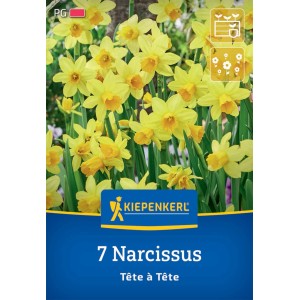 Kiepenkerl Narzisse Tête à Tête, 7 Stück Blumenzwiebeln mit leuchtend gelben Blüten.